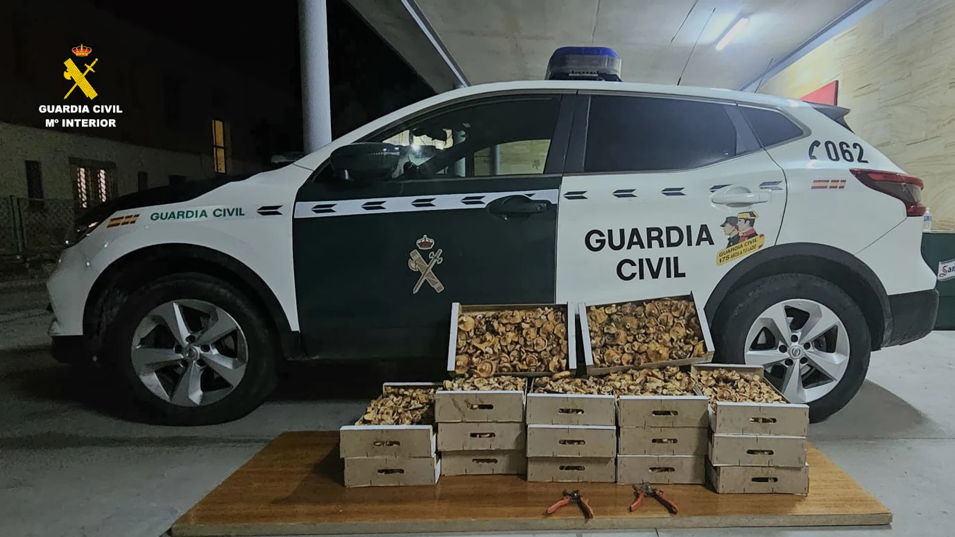 Tres denunciados en el Castro de Fuentidueña (Segovia) al portar 65 kilos de níscalos recolectados ilegalmente
