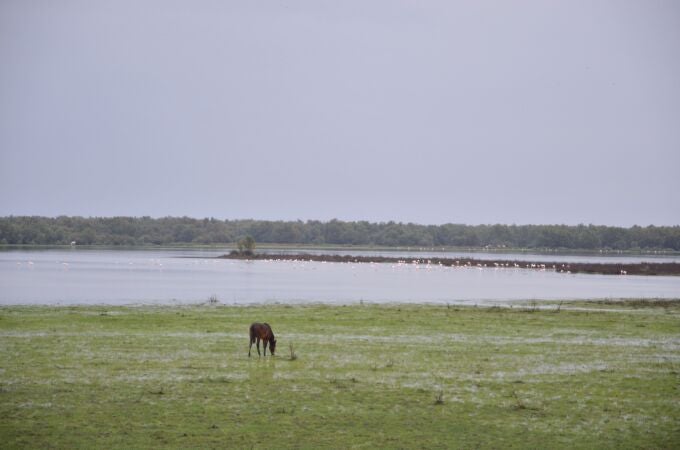 Ndp Llueve En Doñana