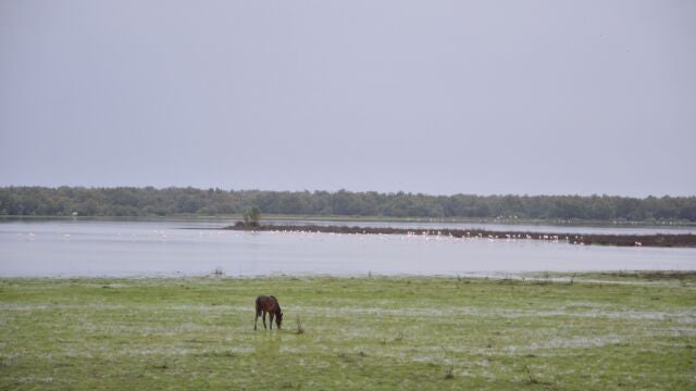 Ndp Llueve En Doñana