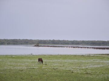 Ndp Llueve En Doñana