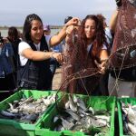 Son muchas las especies que se «cultivan» en los esteros, pero destacan la dorada, la anguila, la lubina y el lenguado