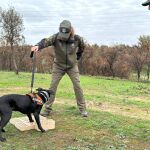 Perros que luchan contra los incendios