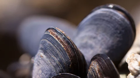 Mejillones