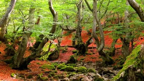 Faedo de Ciñera de Gordón, con hayas de 500 años de antigüedad