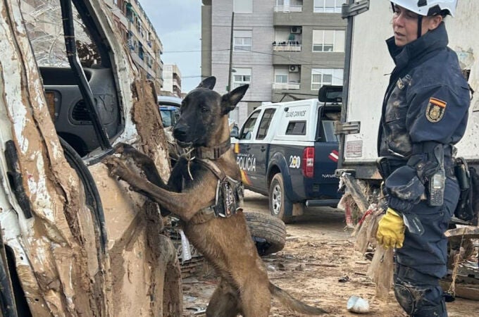 Perro guía de la Policía Nacional rastrea coches en busca de desaparecidos por la Dana