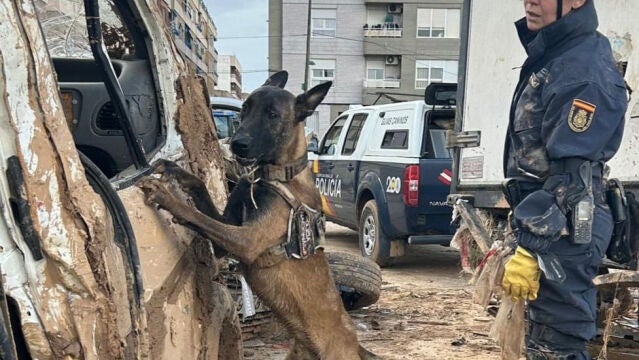 Perro guía de la Policía Nacional rastrea coches en busca de desaparecidos por la Dana