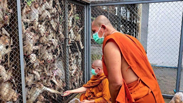 Decenas de monos invaden una comisaría de Policía en Tailandia tras escapar de una jaula