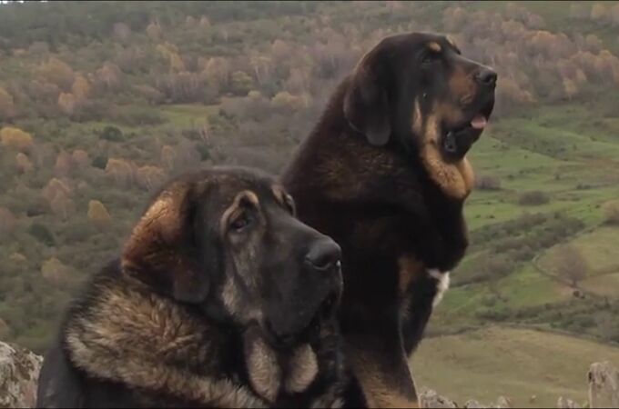 Así es el mastín leonés, el perro que lucha contra el lobo