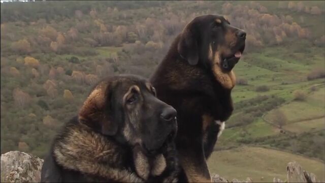 Así es el mastín leonés, el perro que lucha contra el lobo