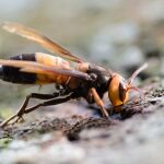 Llega un avispón gigante más peligroso aún que la velutina