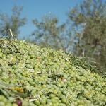 El sector de la aceituna de mesa ha mostrado su preocupación por un probable endurecimiento de los aranceles