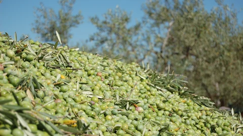 El sector de la aceituna de mesa ha mostrado su preocupación por un probable endurecimiento de los aranceles
