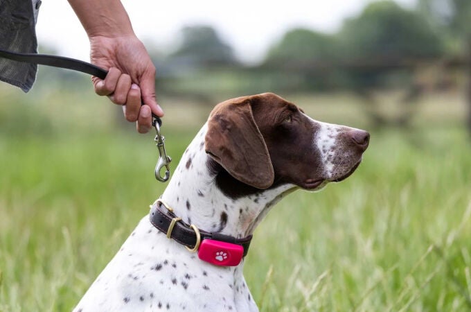 Los mejores localizadores GPS para tu mascota: guía de compra