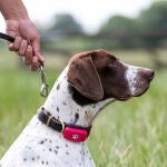 Los mejores localizadores GPS para tu mascota: guía de compra