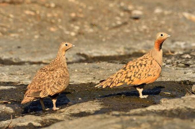 Un juez avala el rechazo a una planta fotovoltaica en Tabernas (Almería) por su impacto en aves esteparias