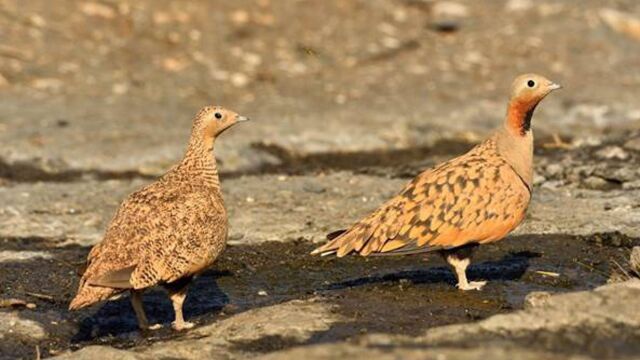 Un juez avala el rechazo a una planta fotovoltaica en Tabernas (Almería) por su impacto en aves esteparias