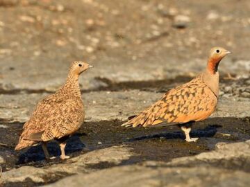 Un juez avala el rechazo a una planta fotovoltaica en Tabernas (Almería) por su impacto en aves esteparias