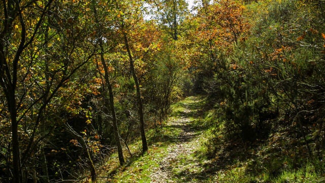 El Hayedo de Montejo es el único bosque de hayas de toda la Comunidad de Madrid y ha sido nombrado Bien de Interés Cultural y Patrimonio Natural de la Humanidad por la UNESCO