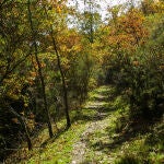 Las plantas representan el 80% de la biomasa total