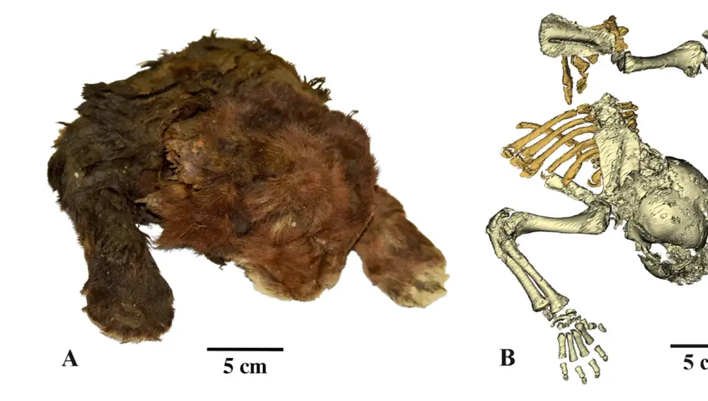 El cuerpo del diente de sable