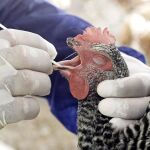 Un especialista de la Oficina de control animal de Florida saca una prueba de saliva de un ave