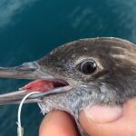 Investigan en Galicia medidas para frenar la mortalidad de aves marinas en artes de pesca