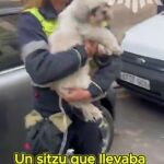 Rescatan a un perro sediento tras estar tres días encerrado en un coche robado