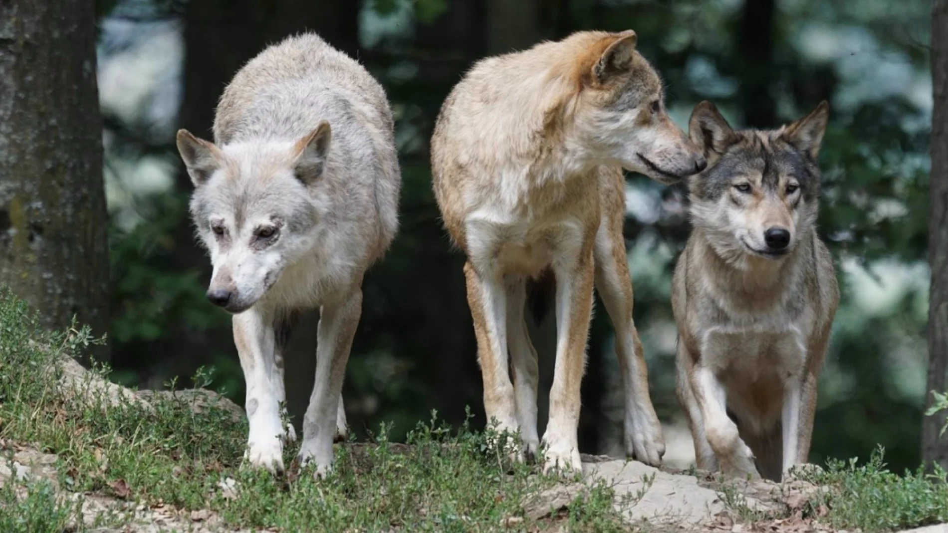 MADRID.-Los ataques de lobo en la región subieron un 35% en 2024 y se acercan a los 200