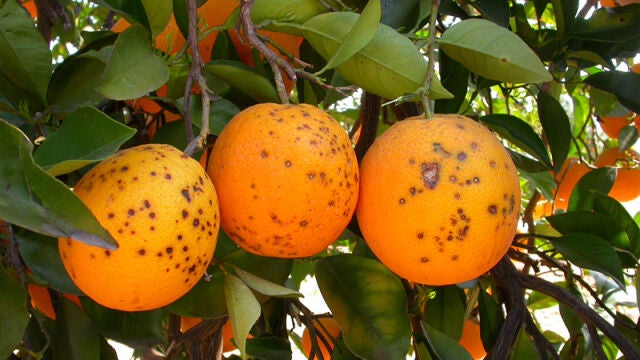 Naranjas afectadas por la enfermedad de la mancha negra