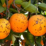 Naranjas afectadas por la enfermedad de la mancha negra