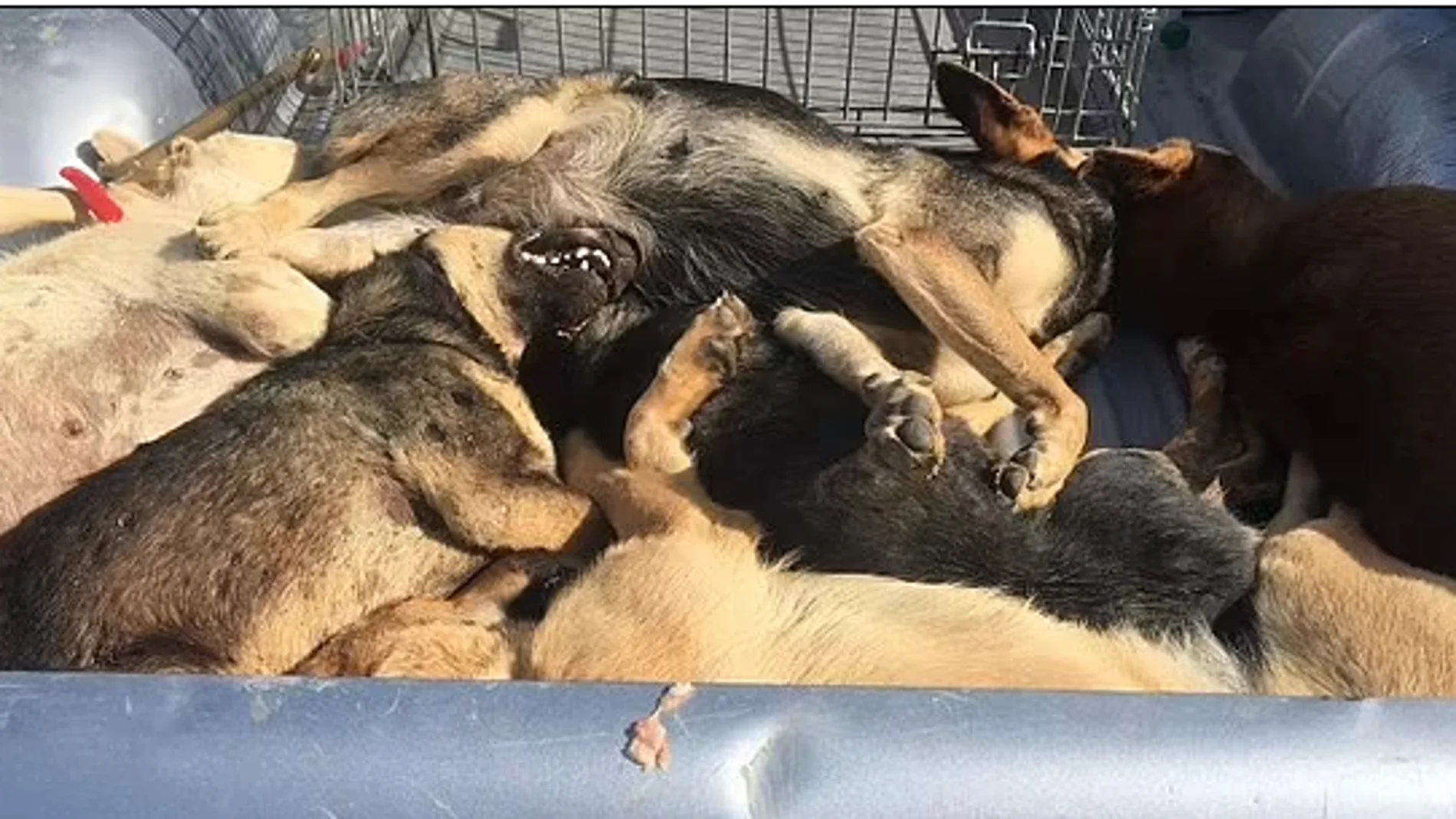 Marruecos asesinará a tiros a más de tres millones de perros antes del Mundial