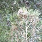 Bolsones de procesionaria en una pinada de la Región de Murcia