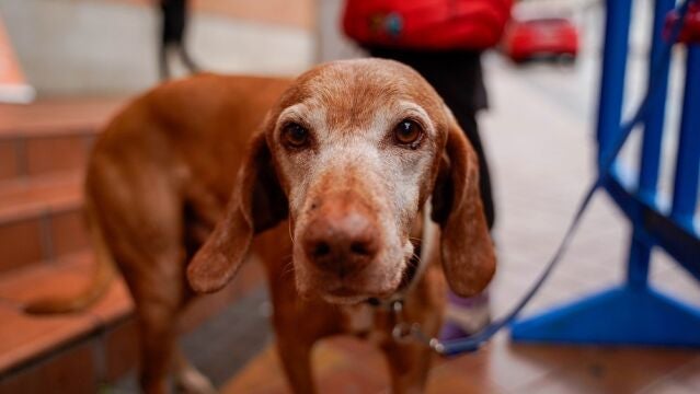 Colmenar.- La Parroquia de San José acogerá la tradicional bendición de animales por San Antón