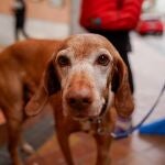 Colmenar.- La Parroquia de San José acogerá la tradicional bendición de animales por San Antón