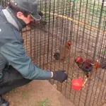 Sucesos.- Localizado en Tudela (Valladolid) un criadero ilegal de gallos combatientes con 136 ejemplares