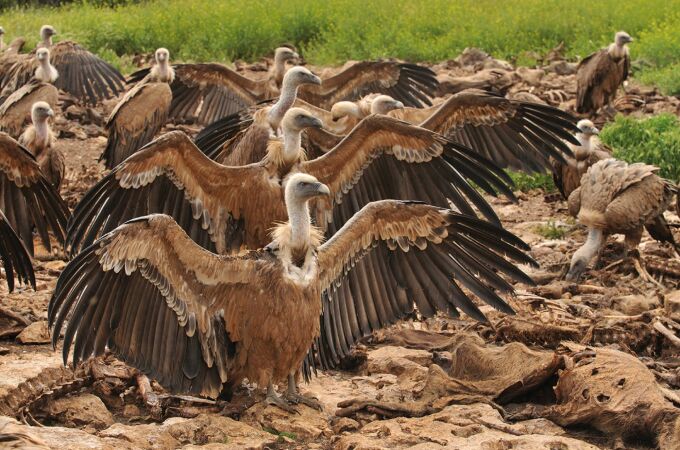 El buitre leonado mantiene los campos limpios de carroña, evitando así la propagación de enfermedades y el crecimiento de patógenos peligrosos 