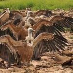 El buitre leonado mantiene los campos limpios de carroña, evitando así la propagación de enfermedades y el crecimiento de patógenos peligrosos 