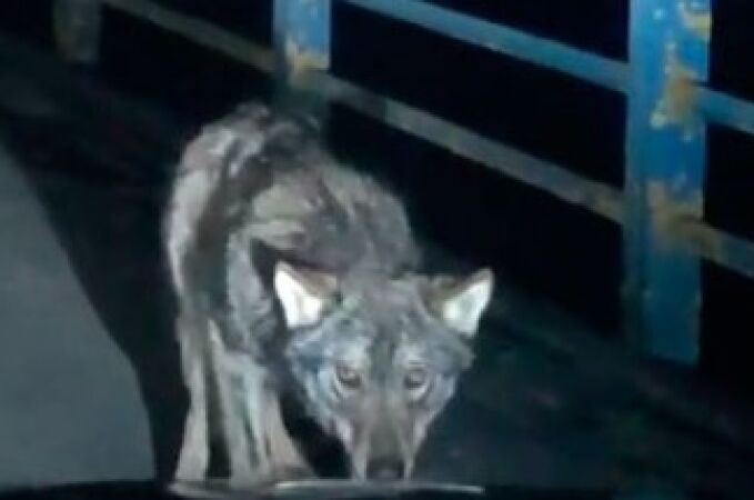 El lobo se acerca al coche y mira fijamente a la conductora en Burgos