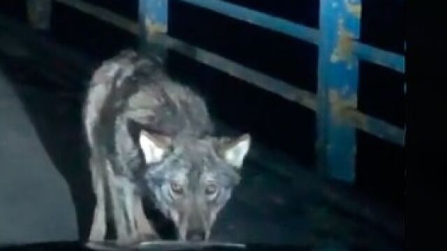 El lobo se acerca al coche y mira fijamente a la conductora en Burgos