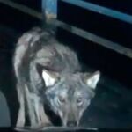 El lobo se acerca al coche y mira fijamente a la conductora en Burgos