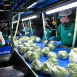Almería comercializa el 70% de la lechuga producida en Europa tras la Navidad