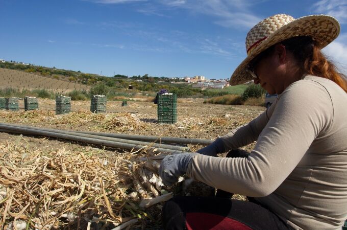 Una jornalera trabaja en la recogida del ajo en la provincia de Córdoba