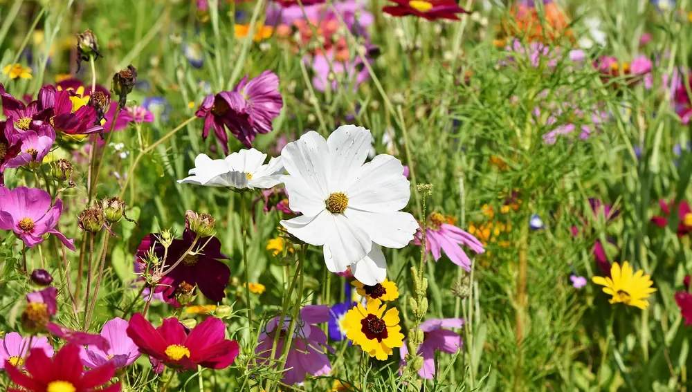 Ni pasiflora ni lúpulo: la planta trepadora que necesita tu jardín