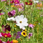 Ni pasiflora ni lúpulo: la planta trepadora que necesita tu jardín