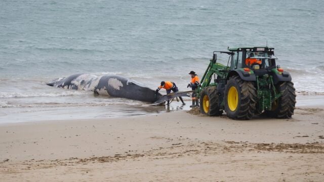 Operarios del Ayuntamiento de Rota trabajan para retirar de la playa una ballena varada en estado de descomposición