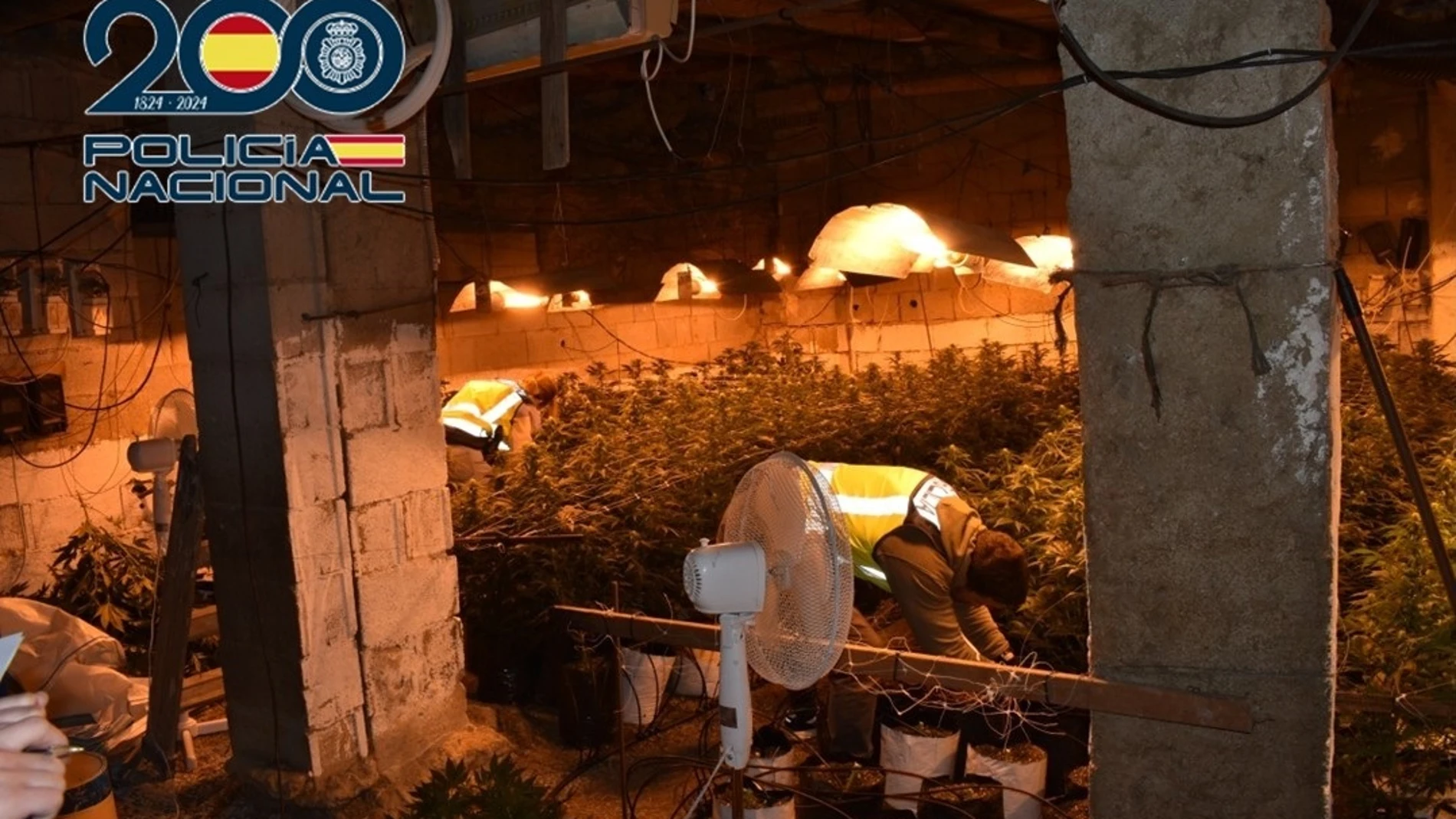 Plantación de marihuana a gran escala desmantelada en Baza (Granada).REMITIDA / HANDOUT por POLICÍA NACIONALFotografía remitida a medios de comunicación exclusivamente para ilustrar la noticia a la que hace referencia la imagen, y citando la procedencia de la imagen en la firma20/01/2025