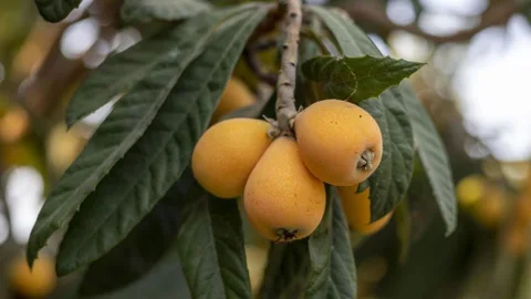 Níspero en un árbol