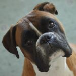 El animal era de raza boxer