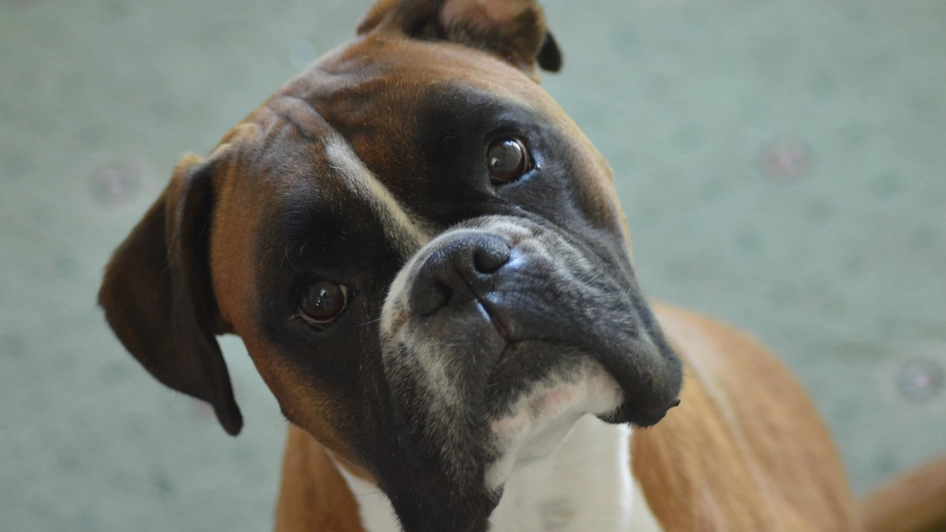 El animal era de raza boxer