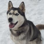 Husky Siberiano